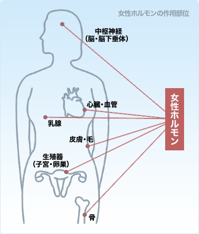 女性ホルモンの作用